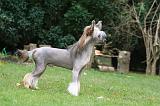 CHIEN NU CHINOIS 215